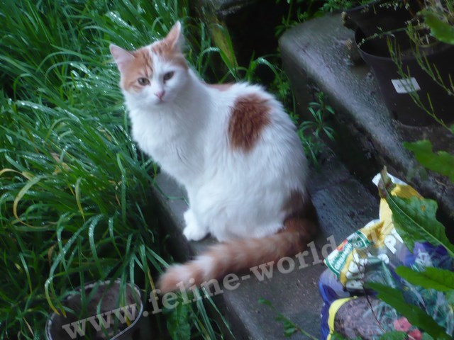 Turkish_Van_3 (RACE)